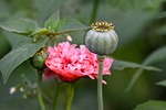 poppy, flower, plant, seed head, papaver somniferum, narcotic drug, nature, medicinal drug, recreational drug, morphine, military remembrance, edible, seeds, poppy, flower wallpaper, poppy, papaver somniferum, papaver somniferum, papaver somniferum, beautiful flowers, flower background, morphine, morphine, morphine, morphine, morphine, seeds, seeds