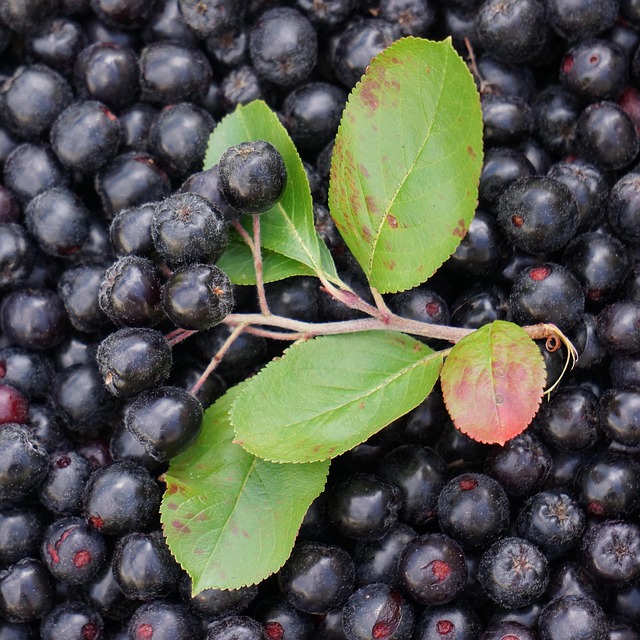 aronia, berry, black, autumn harvest, magazine, bunch, aronia, aronia, aronia, aronia, aronia